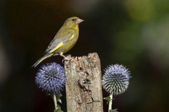 Greenfinch (Chloris chloris) adult male garden bird on a wooden post in summer, England, United