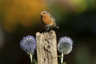 European robin (Erithacus rubecula) adult garden bird on a wooden post in summer, England, United