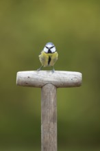 Blue tit (Cyanistes caeruleus) adult garden bird on a fork handle in autumn, England, United
