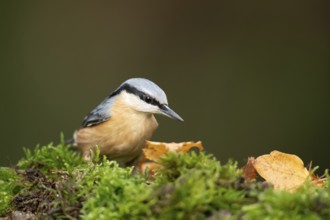 Eurasian nuthatch (Sitta europaea) adult bird searching for food in a woodland in autumn, Wales,