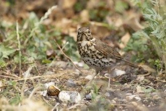 Song thrush (Turdus philomelos) adult garden bird in a flower border in summer, England, United