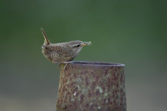 Eurasian wren (Troglodytes troglodytes) adult bird on a piece of metal in a garden with food in its