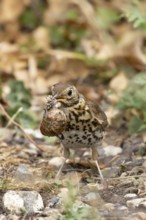 Song thrush (Turdus philomelos) adult garden bird with a snail in its beak for food, England,