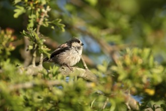 Long tailed tit (Aegithalos caudatus) adult garden bird sleeping on a tree branch in summer,
