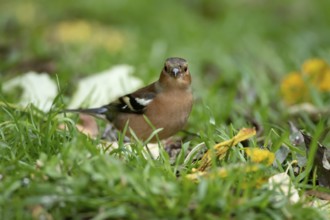Eurasian chaffinch (Fringilla coelebs) adult male bird on a garden grass lawn in autumn, England,