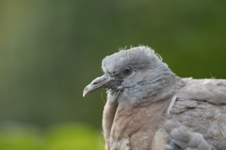 Wood pigeon (Columba palumbus) juvenile baby squab bird head portrait, England, United Kingdom