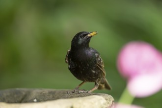 Eurasian starling (Sturnus vulgaris) adult garden bird drinking water from a bird bath in summer,