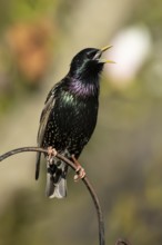 Eurasian starling (Sturnus vulgaris) adult garden bird singing in spring, England, United Kingdom