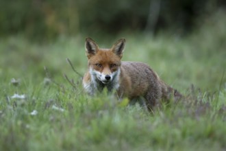 Red fox (Vulpes vulpes) adult wild animal in grassland in summer, England, United Kingdom