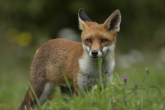 Red fox (Vulpes vulpes) adult wild animal amongst wildflowers in grassland in summer, England,