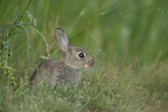 Rabbit (Oryctolagus cuniculus) juvenile baby wild animal in grassland in summer, England, United