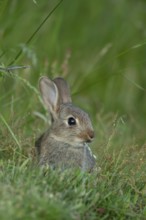 Rabbit (Oryctolagus cuniculus) juvenile baby wild animal in grassland in summer, England, United