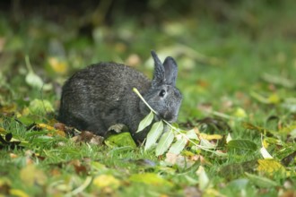 Rabbit (Oryctolagus cuniculus) adult animal eating a tree leaf in a woodland, Wales, United Kingdom