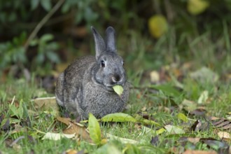 Rabbit (Oryctolagus cuniculus) adult animal eating a leaf, Wales, United Kingdom