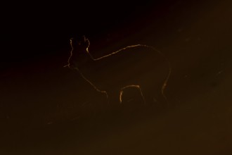 Chinese water deer (Hydropotes inermis) adult wild animal rimlit feeding in marshland at sunset,