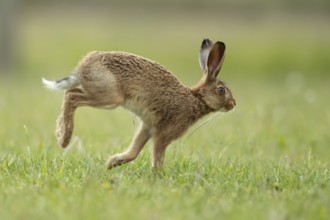 Brown hare (Lepus europaeus) adult wild animal running in grassland in summer, England, United