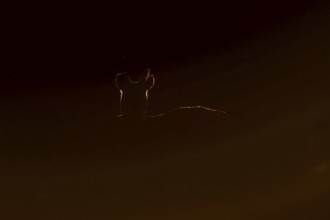 Chinese water deer (Hydropotes inermis) adult wild animal backlit in marshland at sunset, England,