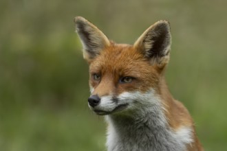Red fox (Vulpes vulpes) adult wild animal head portrait, England, United Kingdom