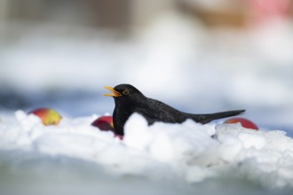 Eurasian blackbird (Turdus merula) adult male garden bird feeding on apples on a snow covered lawn