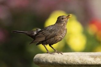 Eurasian blackbird (Turdus merula) adult female garden bird on a bird bath in summer, England,