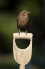 Eurasian blackbird (Turdus merula) adult female garden bird on a fork handle, England, United