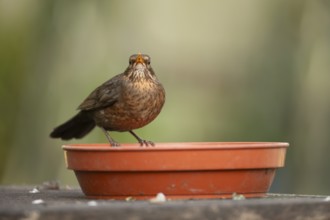 Eurasian blackbird (Turdus merula) adult female garden bird on a plant pot saucer, England, United