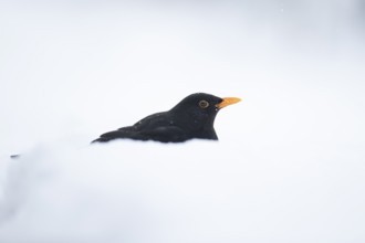 Eurasian blackbird (Turdus merula) adult male garden bird on a snow covered lawn in winter,