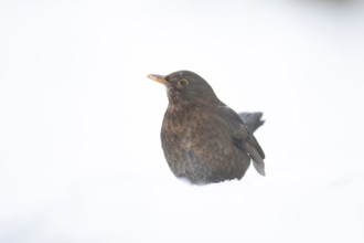 Eurasian blackbird (Turdus merula) adult female garden bird on a snow covered lawn in winter,