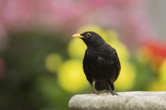 Eurasian blackbird (Turdus merula) adult male garden bird on a bird bath in summer, England, United