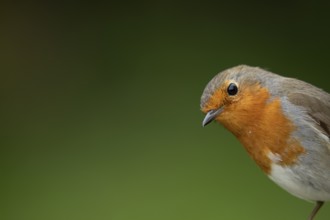 European robin (Erithacus rubecula) adult garden bird head portrait, England, United Kingdom