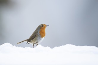 European robin (Erithacus rubecula) adult garden bird on snow in winter, England, United Kingdom