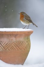 European robin (Erithacus rubecula) adult garden bird on a snow covered plant pot in winter,