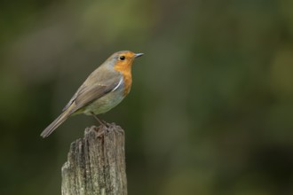European robin (Erithacus rubecula) adult garden bird on a wooden post, England, United Kingdom