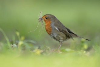 European robin (Erithacus rubecula) adult garden bird with nest material in its beak in spring,