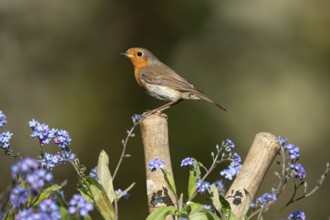 European robin (Erithacus rubecula) adult garden bird on shears handle in spring, England, United