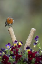 European robin (Erithacus rubecula) adult garden bird on shears handle in spring, England, United