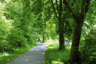 Wanderweg am Erlensee, Erlensee, near Schechen, Upper Bavaria, Bavaria, Germany