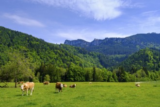 Hintergschwendt bei Bernau unter der Kampenwand, Chiemgau, Upper Bavaria, Bavaria, Germany