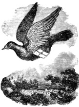 Pigeon flying with mail, dove breed domestic pigeon, orientation, homecoming skills, transport,