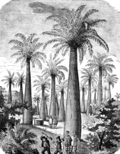 Honey palm (Jubaea chilensis), more rarely (Jubaea spectabilis), palm family (Arecaceae) Sap for