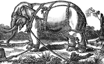 Taming a wild elephant, shackles, pegs in soil, attachment to a tree, ropes to hold, stand, side