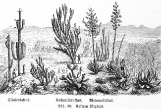Various cactus species in the wild in the mountains of Mexico, columnar cactus (Cereus peruvianus)
