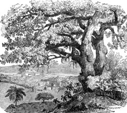 Breadfruit tree (Artocarpus altilis), also (Artocarpus incisus) Occurrence in tropical climates,