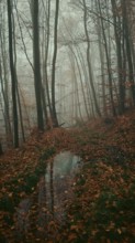 A foggy forest trail in autumn, covered with fallen leaves, creates a mysterious atmosphere,