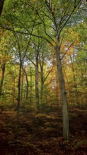 High forest area in autumn, which creates a calm and peaceful atmosphere due to the warm colors of