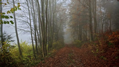 A foggy forest trail in autumn, covered with colorful leaves and lined with bare trees, creates a