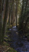 A calm river flows through a moss-covered forest surrounded by tall trees and filtered sunlight,