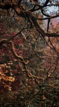 Dense branches and autumn leaves in shades of red and brown create a mysterious forest atmosphere,