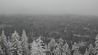 Snowy forest under grey sky with fog creating a calm and cold winter atmosphere, Fichtelgebirge,