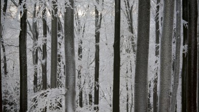 Snowy forest with dark tree trunks and quiet winter atmosphere, Fichtelgebirge, Germany